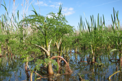 Water-fennel-Plant