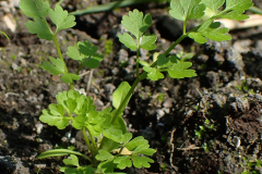 Water-fennel-sapling