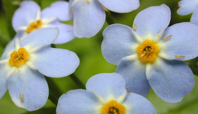 Closer-view-of-flowers-of-Water-forget-me-not