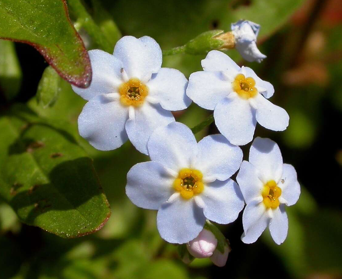 Flowers-of-Water-forget-me-not