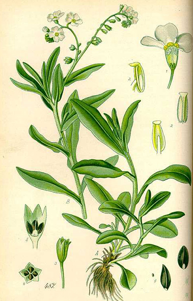 Plant-illustration-of-Water-forget-me-not