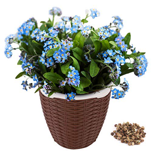 Water-forget-me-not-grown-on-pot