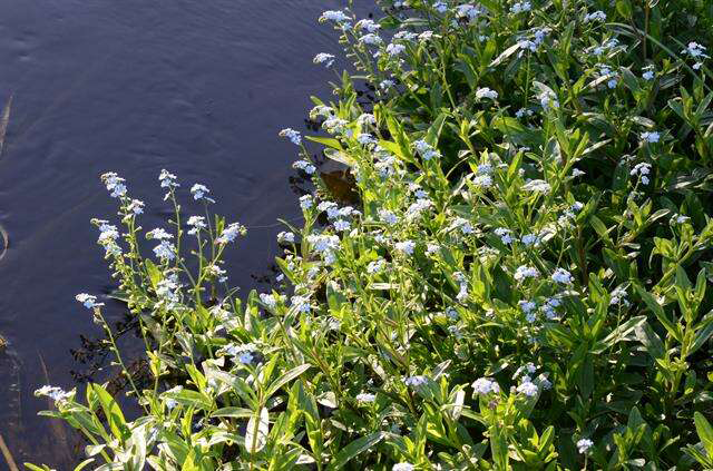 Water-forget-me-not-plant-growing-wild