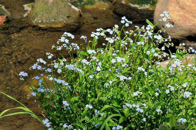 Water-forget-me-not-plant