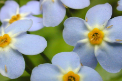 Closer-view-of-flowers-of-Water-forget-me-not