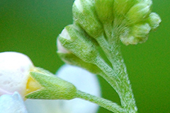 Flowering-buds-of-Water-forget-me-not