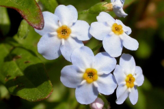 Flowers-of-Water-forget-me-not