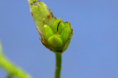 Fruit-of-Water-forget-me-not