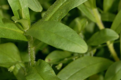 Leaves-of-Water-forget-me-not