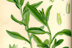 Plant-illustration-of-Water-forget-me-not