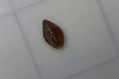 Seed-of-Water-forget-me-not