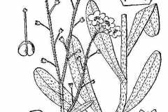 Sketch-of-Water-forget-me-not