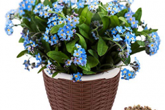 Water-forget-me-not-grown-on-pot