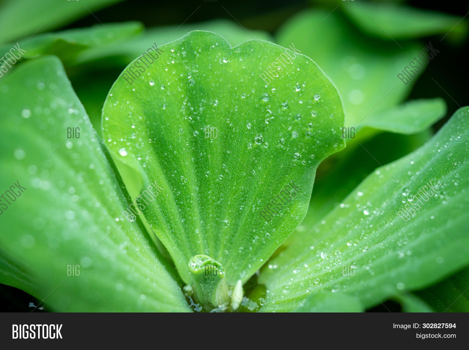 Leaves-of-Water-lettuce