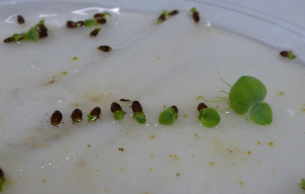 Seeds-of-Water-lettuce