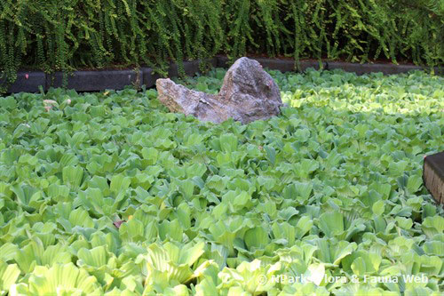 Water-lettuce-Plant-growing-wild
