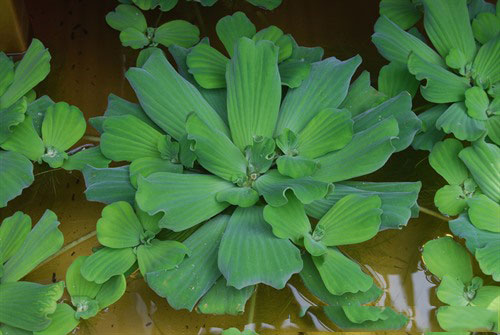 Water-lettuce-Plant