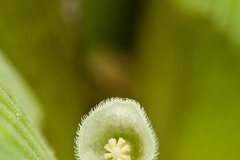 Closer-view-of-flower-of-Water-lettuce