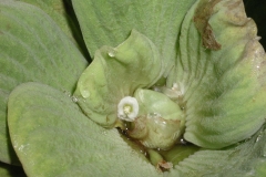 Flower-of-Water-lettuce