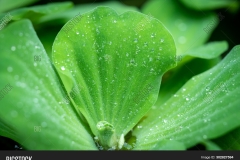 Leaves-of-Water-lettuce