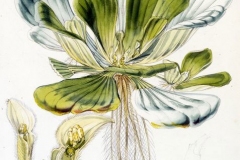 Plant-Illustration-of-Water-lettuce