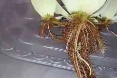 Root-of-Water-lettuce