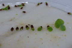 Seeds-of-Water-lettuce