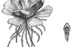 Sketch-of-Water-lettuce