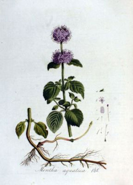 Plant-Illustration-of-Water-Mint