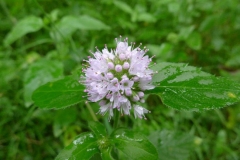 Flower-of-Water-Mint
