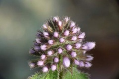 Flowering-buds-of-Water-Mint