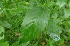 Leaves-of-Water-Mint