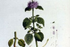 Plant-Illustration-of-Water-Mint
