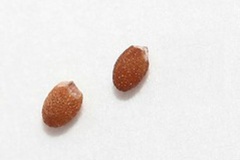 Seeds-of-Water-Mint