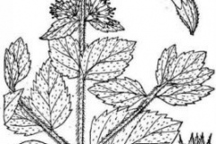 Sketch-of-Water-Mint-plant