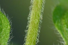 Stem-of-Water-Mint