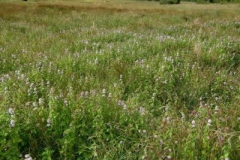 Water-Mint-plant-growing-wild