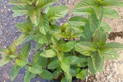 Water-Mint-plant