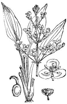 Sketch-of-Water-Plantain-Plant