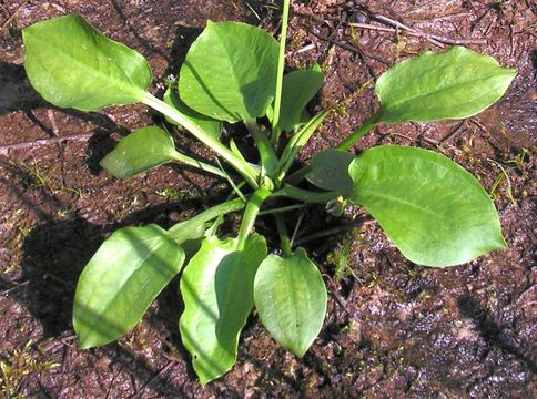 Small-Water-Plantain-Plant