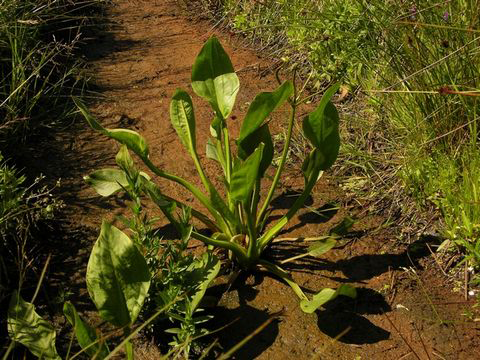 Water-Plantain-Plant-growing-in-land