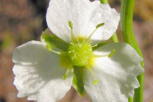 Closer-view-of-Flower