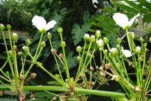 Flower-and-buds-of-Water-Plantain