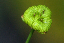 Fruit-of-Water-Plantain-Plant