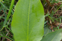 Leaf-of-Water-Plantain-Plant