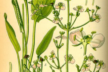 Plant-Illustrations-of-Water-Plantain