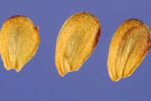 Seeds-of-Water-Plantain-Plant