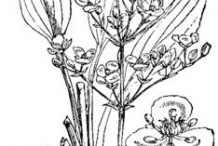Sketch-of-Water-Plantain-Plant