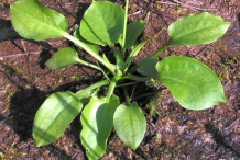 Small-Water-Plantain-Plant