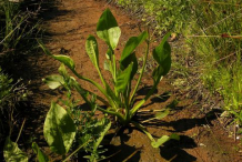 Water-Plantain-Plant-growing-in-land